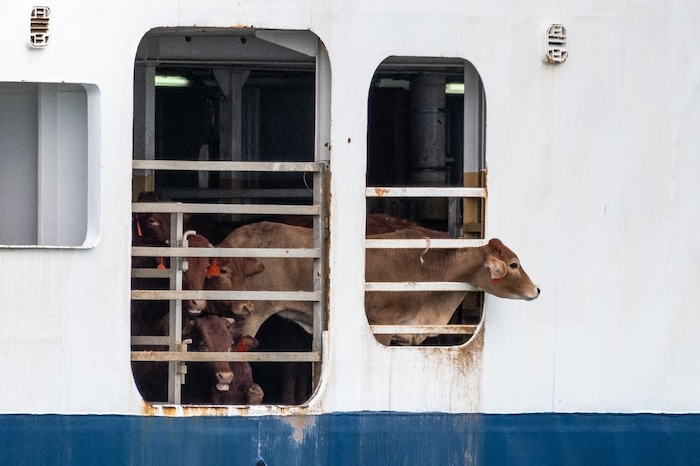 Diese Tiere haben noch „Glück“. Im Inneren des Schiffes gibt es keine Fenster, die Tiere gehen ...