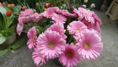 Das Blumenunternehmen aus Mäder steht mit rund 2,5 Millionen Euro in der Kreide. (Symbolbild)