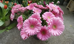 Das Blumenunternehmen aus Mäder steht mit rund 2,5 Millionen Euro in der Kreide. (Symbolbild)