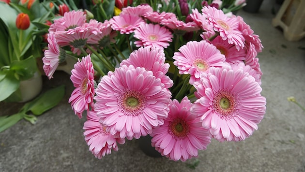 Das Blumenunternehmen aus Mäder steht mit rund 2,5 Millionen Euro in der Kreide. (Symbolbild)