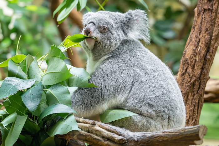 „Millaa Millaa“ auf einem Archivbild aus dem Tiergarten Schönbrunn