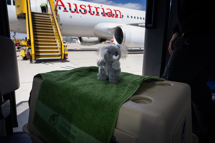 Gut gelandet! Der Koala wurde dann in der Box nach Antwerpen gebracht.