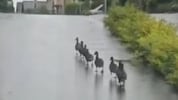 Die Freiwilligen der Feuerwehr Stadt Gmünd rückten zur Entenrettung im Regen aus.