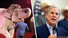 Ein Elefant (Symbolbild) hinterließ nach der Rede von Governeur Greg Abbott eine Lacke am Boden.