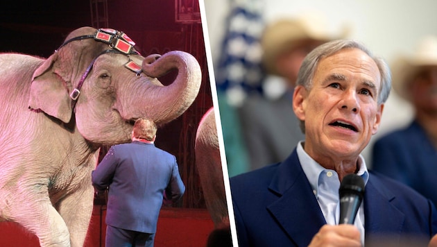Ein Elefant (Symbolbild) hinterließ nach der Rede von Governeur Greg Abbott eine Lacke am Boden.