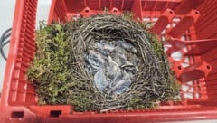 Das Nest wurde mit Moos und Holz gebaut.