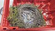 Das Nest wurde mit Moos und Holz gebaut.