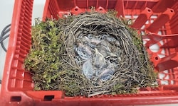 Das Nest wurde mit Moos und Holz gebaut.