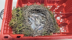 Das Nest wurde mit Moos und Holz gebaut.