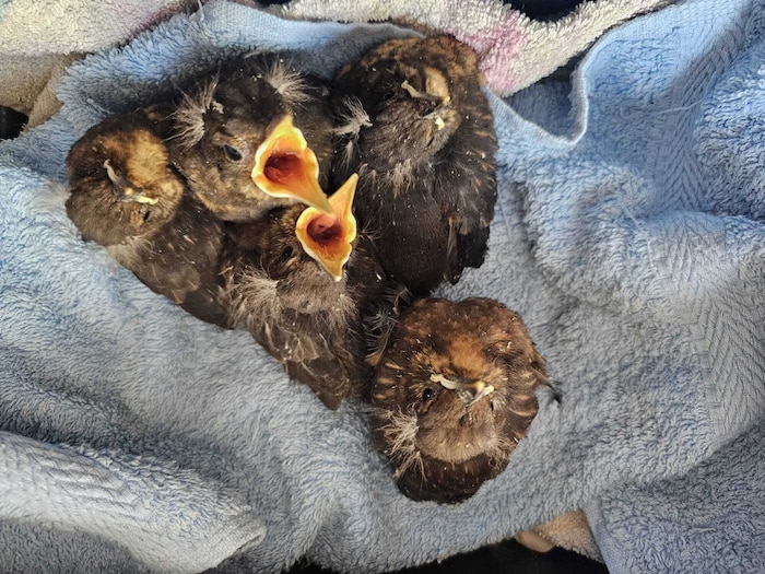 Die Amselbabys werden am Tierschutzhof der Pfotenhilfe aufgepäppelt.