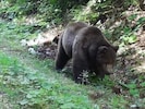 Mehr als 20 Jahre lang zieht dieser Braunbär schon durch Kärnten, Italien und Slowenien.