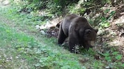 Mehr als 20 Jahre lang zieht dieser Braunbär schon durch Kärnten, Italien und Slowenien.