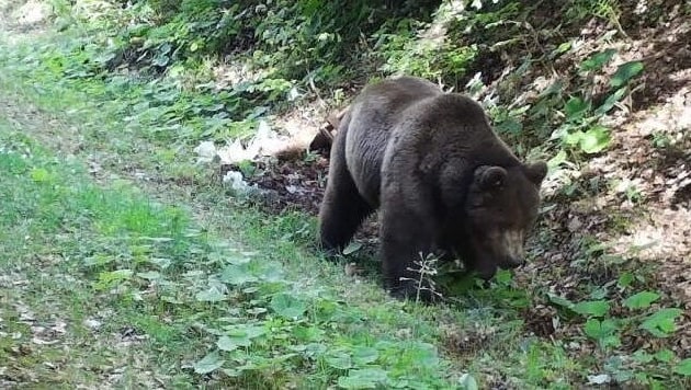 Mehr als 20 Jahre lang zieht dieser Braunbär schon durch Kärnten, Italien und Slowenien.