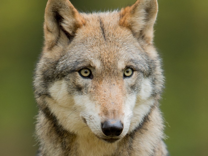 Beim Wolfsmonitoring gebe es laut WWF offene Fragen.