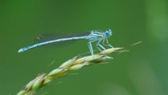 Faszinierend und frabenprächtig: Libellen. 