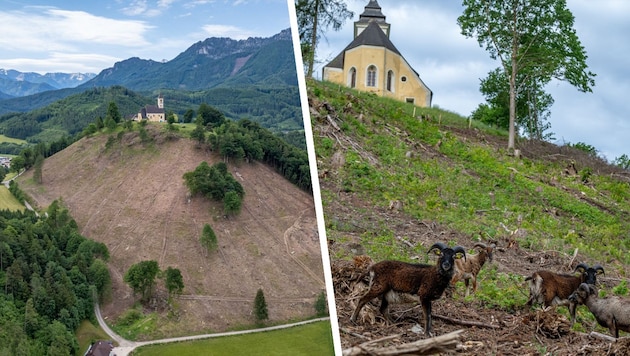 Für viele ist das ein verstörendes Bild (li.), aber durch die Schafe erholt sich die Natur.