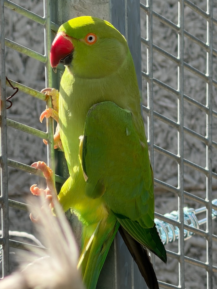 Wer sucht nach dieser Schönheit?