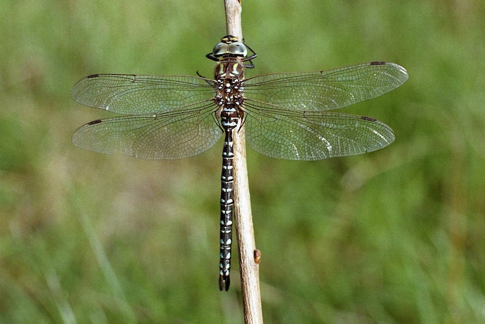 Hochmoor-Mosaikjungfer