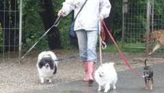 Einen Hund bekommt künftig nur noch, wer sich davor das nötige Wissen für die Haltung angeeignet ...
