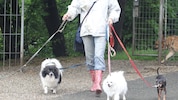 Einen Hund bekommt künftig nur noch, wer sich davor das nötige Wissen für die Haltung angeeignet ...