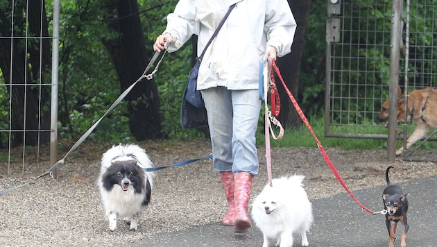 Einen Hund bekommt künftig nur noch, wer sich davor das nötige Wissen für die Haltung angeeignet ...