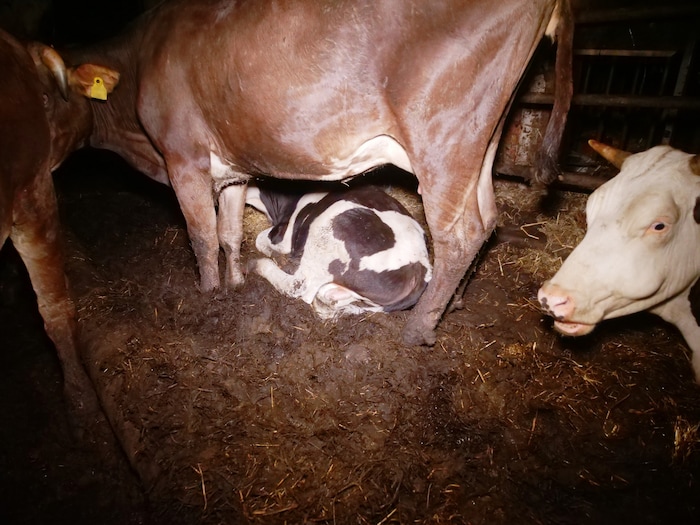 Das Schicksal der Tiere scheint den Zuständigen der Behörden nicht sehr am Herzen zu liegen.