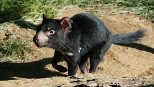 „Mary“ ist zwei Jahre alt und lebt in einem Wildpark. Mit einem „ungewöhnlich großen“ Sprung ...