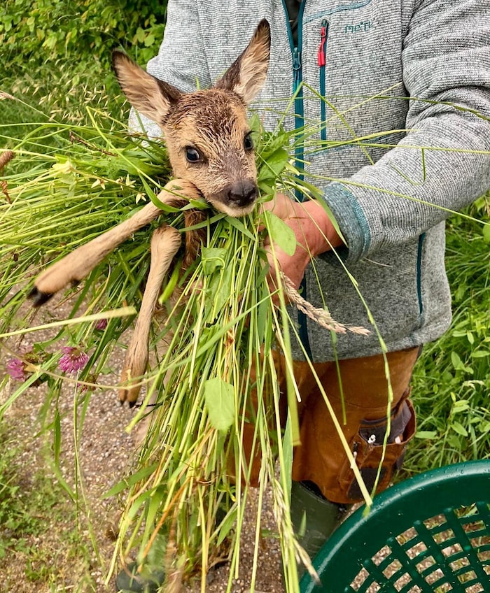 Die Tiere werden vorsichtig gesichert.