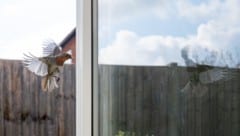 Spiegelnde Todesfalle: Rund 80 Prozent der Kollisionen hinterlassen keine sichtbaren Spuren an ...