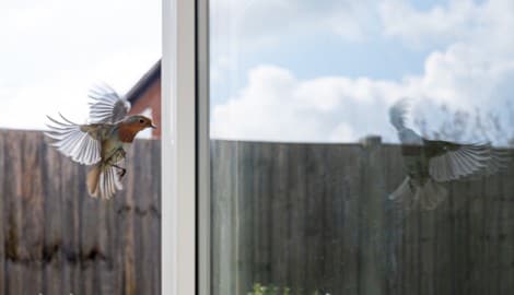 Spiegelnde Todesfalle: Rund 80 Prozent der Kollisionen hinterlassen keine sichtbaren Spuren an ...