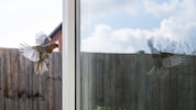 Spiegelnde Todesfalle: Rund 80 Prozent der Kollisionen hinterlassen keine sichtbaren Spuren an ...