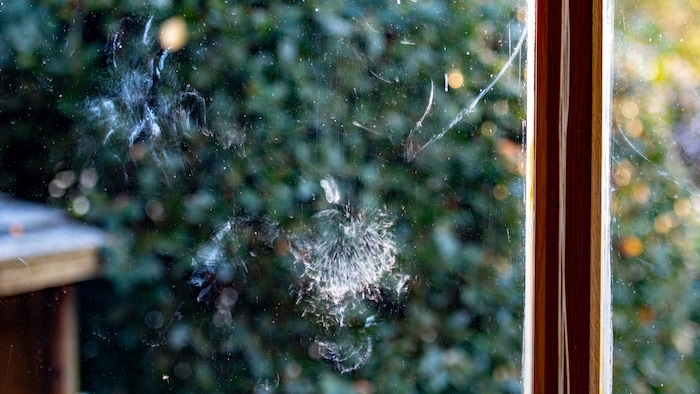 Sichtbare Spuren werden eher von größeren Vögeln hinterlassen. Meise, Spatz und Co knallen meist ...