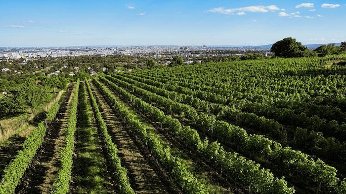 Wien ist die weltweit einzige Millionen-Metropole mit nennenswertem Weinbau innerhalb der ...