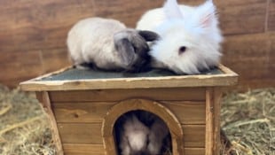 Eigentlich sollen Kaninchen so gehalten werden. (Symbolfoto)