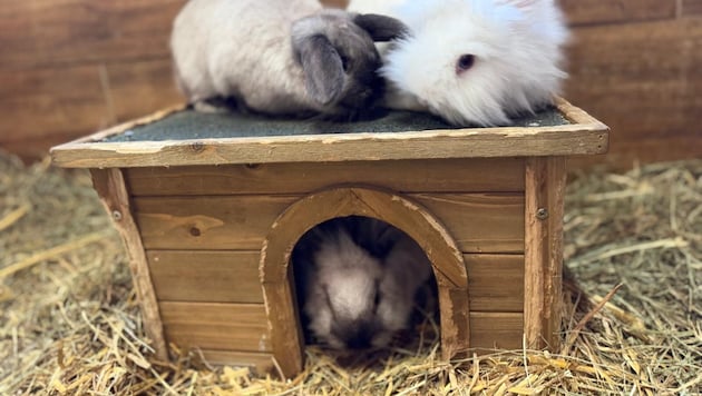 Eigentlich sollen Kaninchen so gehalten werden. (Symbolfoto)