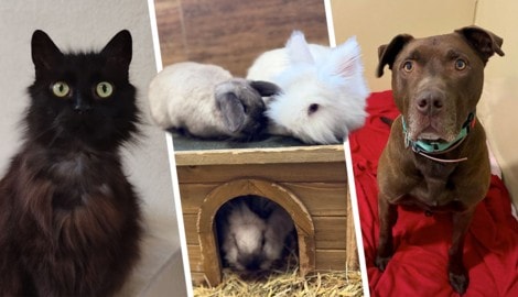 Babsi, zahlreiche Kaninchen und Rüde Leopold warten noch auf liebevolle Besitzer.