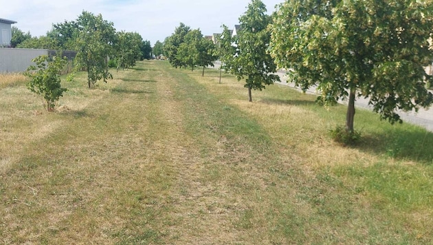 Extrem kurz: Hier war eine Blumenwiese angelegt. Laut Vorwurf der Grünen war diese im April zu ...