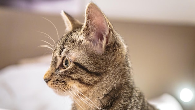 Ein Kater der Rasse „Europäisch-Kurzhaar“ ist von einem Tierquäler verletzt worden (Symbolbild).