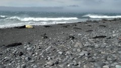 Auf zwei entlegenen australischen Inseln starben Tausende See-Elefanten an der Vogelgrippe.
