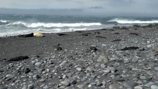 Auf zwei entlegenen australischen Inseln starben Tausende See-Elefanten an der Vogelgrippe.