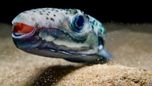 Der Hasenkopf-Kugelfisch breitet sich im Mittelmeer aus. Es kommt zunehmend zu Zwischenfällen ...