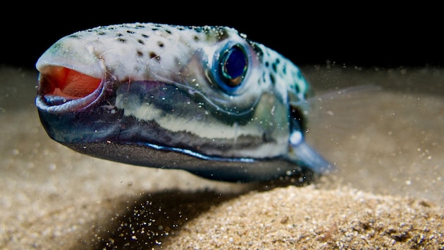 Der Hasenkopf-Kugelfisch breitet sich im Mittelmeer aus. Es kommt zunehmend zu Zwischenfällen ...