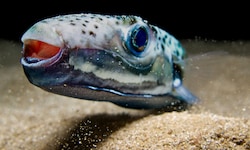 Der Hasenkopf-Kugelfisch breitet sich im Mittelmeer aus. Es kommt zunehmend zu Zwischenfällen ...