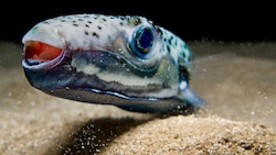 Der Hasenkopf-Kugelfisch breitet sich im Mittelmeer aus. Es kommt zunehmend zu Zwischenfällen ...