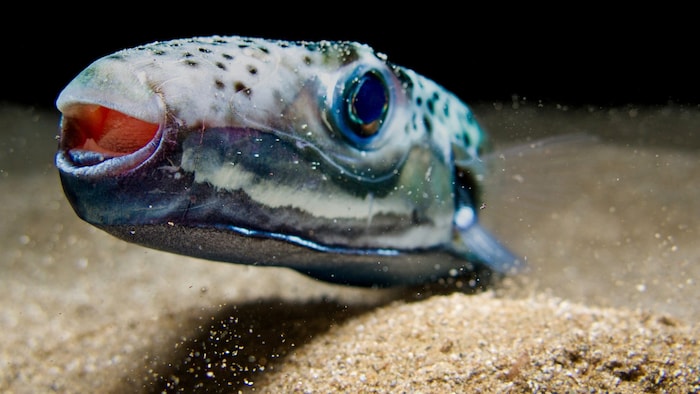 Der Hasenkopf-Kugelfisch breitet sich im Mittelmeer aus. Es kommt zunehmend zu Zwischenfällen ...