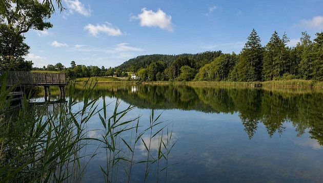 Der Kraiger See liegt nördlich von St. Veit – ein kleines Naturjuwel, das zum Entspannen und ...