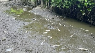Tote Fische liegen im mittlerweile schon wieder ausgetrockneten Bachbett der Mattig. Regen ist ...