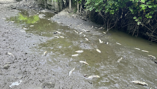 Tote Fische liegen im mittlerweile schon wieder ausgetrockneten Bachbett der Mattig. Regen ist ...