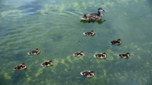 Die Enten im Lincoln Memorial Reflecting Pool scheinen die optischen Makel nicht zu stören.