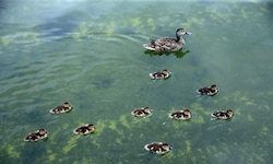Die Enten im Lincoln Memorial Reflecting Pool scheinen die optischen Makel nicht zu stören.
